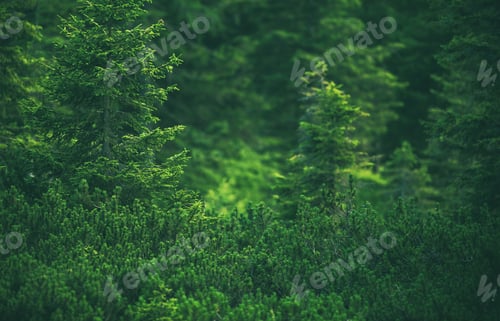 Preview: Forest Landscape Natural Background