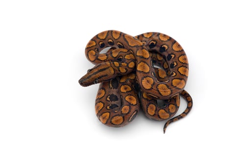 Preview: The rainbow boa, snake isolated on white background