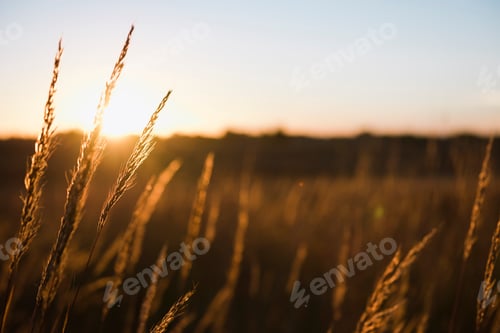 Preview: Wheat field at sunset, Missouri, USA