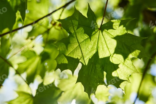 Preview: selective focus green leaf on tree in nature blur background