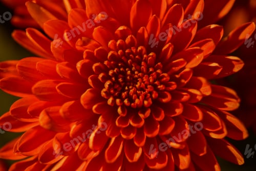 Preview: Macro and Micro Photography