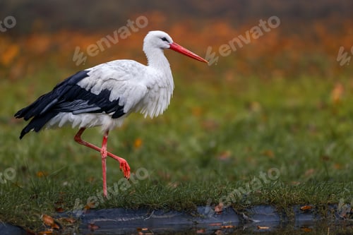 Preview: White stork in a vibrant meadow