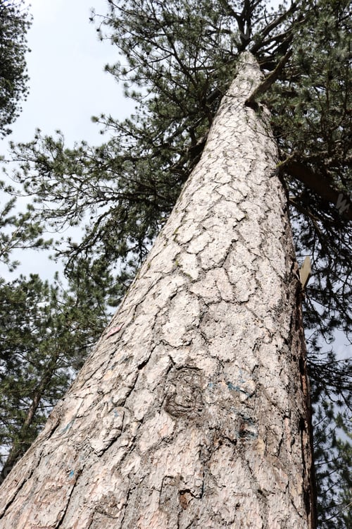 Preview: Pine tree trunk perspective view from below