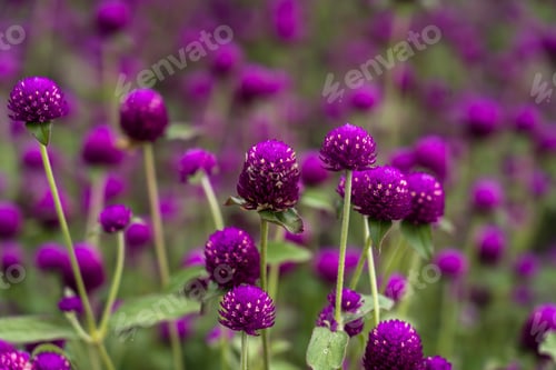 Preview: Closeup view of Globe Amaranth flower