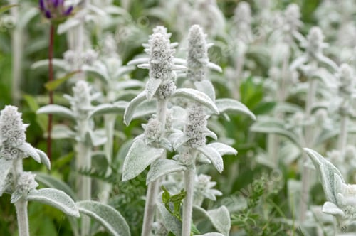 Preview: Lush Lamb's Ear Plants in Blooming Garden