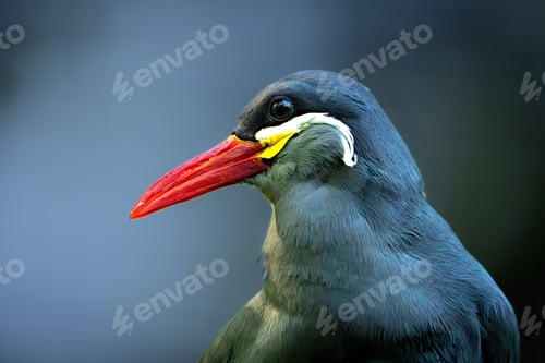 Preview: Inca step bird against a natural, blurred background