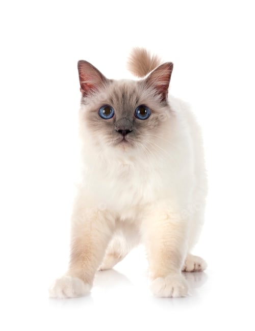 Preview: birman cat in studio