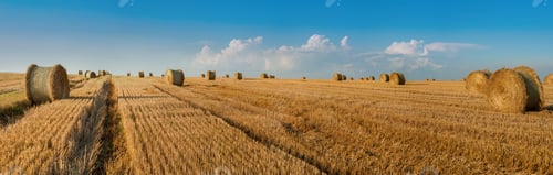 Preview: Cylindrical straw bales lie on a sloping field under a beautiful sky