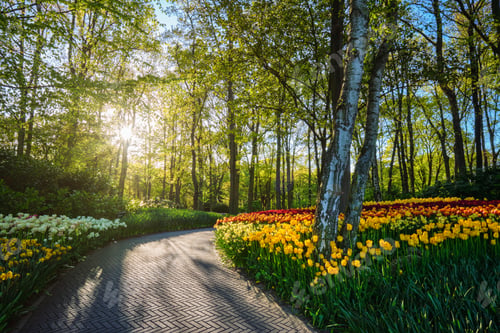 Preview: Keukenhof flower garden. Lisse, the Netherlands.