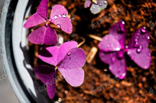 Preview: Purple oxalis flower macro photography