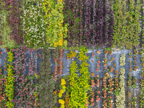 Vista previa: Vista aérea de un vivero de árboles con plantas amarillas, rojas y rojo-verdes, dispuestas en fila, otoño