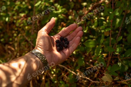 Preview: Hand holding fresh blackberries against a backdrop of green foliage in sunlight, Portugal