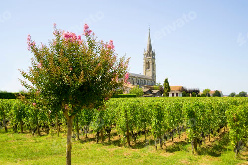 Preview: Vineyard, Pomerol, Aquitaine, France