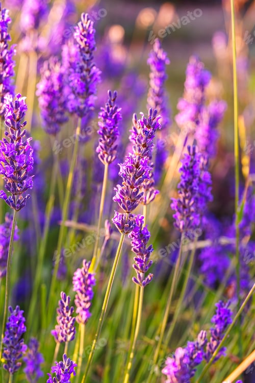 Preview: Lavender Blossoms Glowing In Soft Evening Sunlight During Peak Summer Bloom In A Fragrant Garden