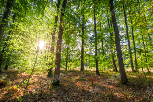 Preview: Sunbeam in the autumn forest at sunrise