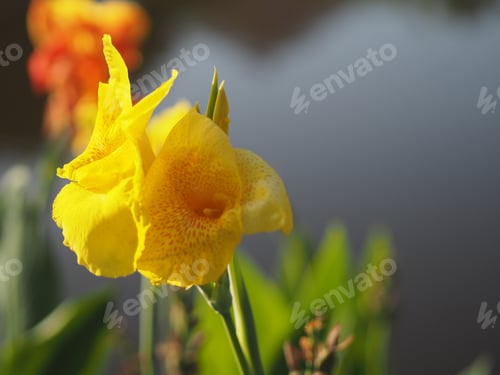 Preview: Yellow color flower Indian shot, India short plant, India shoot, Butsarana, Cannas nature background