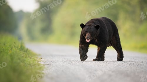 Preview: Black Bear in Grand Teton National Park
