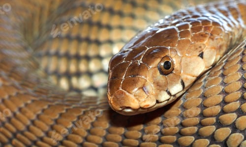 Preview: Mozambique Spitting Cobra, Chobe National