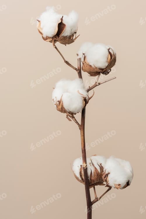 Preview: Dried fluffy cotton flower branch on a beige background
