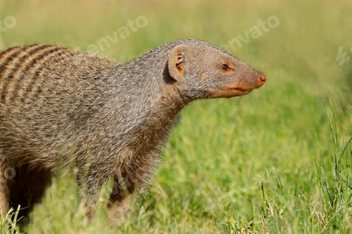 Preview: Banded mongoose portrait - Chobe National Park