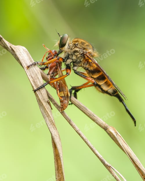 Preview: asilidae with prey
