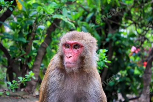Preview: Portrait of a wild rhesus monkey in Nepal