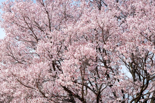 Preview: sakura flower in Tokyo Japan