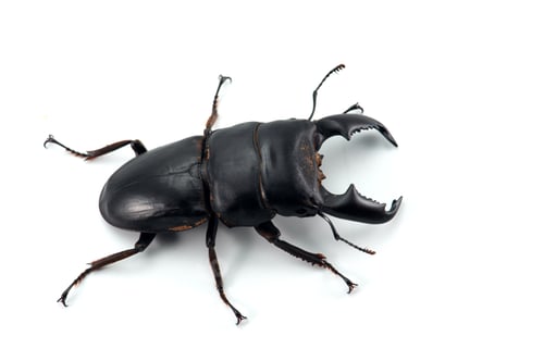 Preview: Giant Stag Beetle isolated on white background
