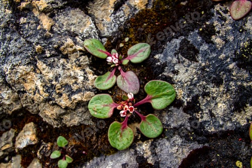 Preview: wild Flower in Mountain hill