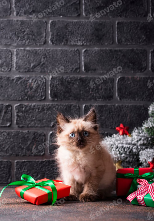 Preview: Funny kitten near and gift boxes