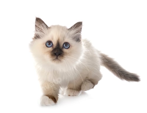 Preview: birman kitten in studio