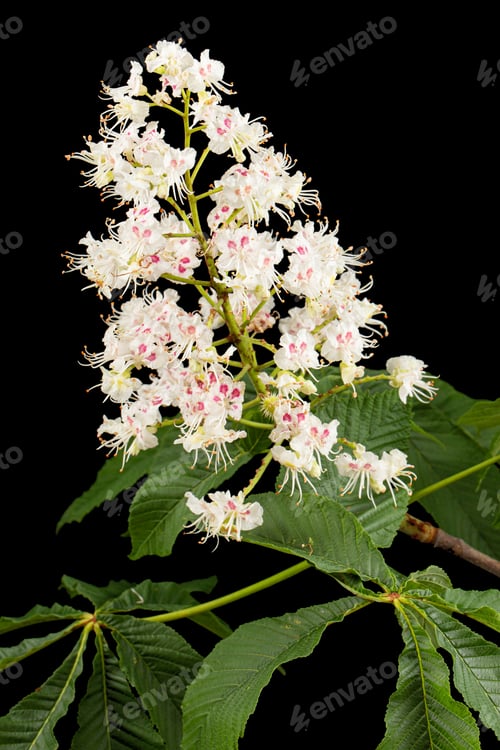 Preview: White chestnut flowers and leaf (Aesculus hippocastanum), isolated on black background