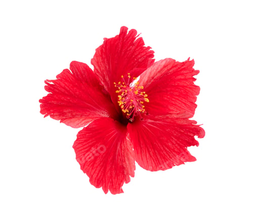 Vorschau: roter Hibiskus isoliert auf weißem Grund