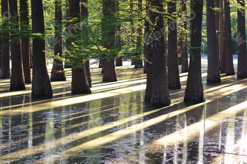 Preview: flooded forest