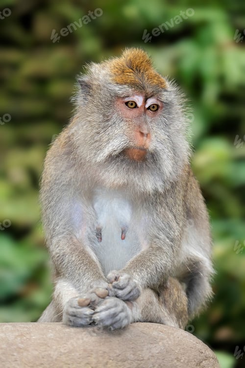 Preview: Balinese long-tailed monkey - Indonesia