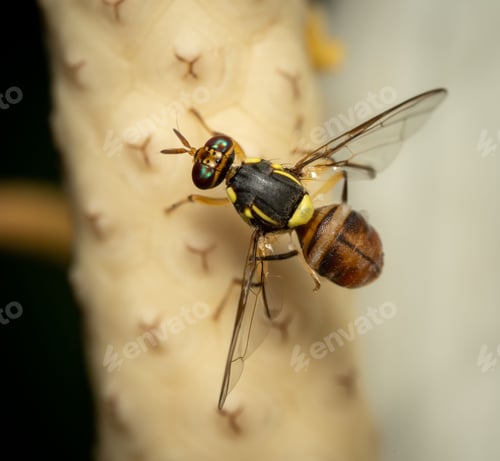 Preview: A closeup shot of a Bactrocera dorsalis