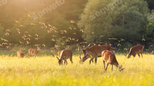 Preview: Flock of common starlings flying over a herd of red deer grazing on meadow
