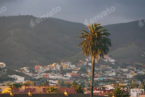 Preview: Palm tree against city in Tenerife