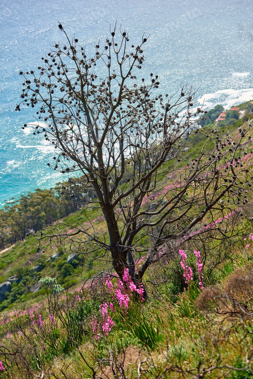 Preview: Flowers, plants and trees on mountain side in South Africa