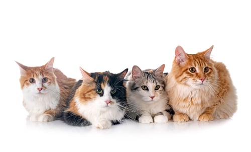 Preview: Kurilian Bobtails in studio