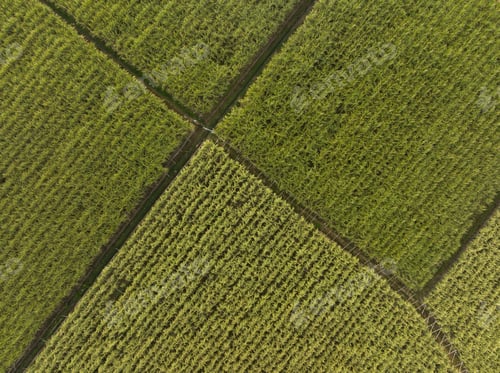 Preview: Aerial view of sugarcane plants growing at field
