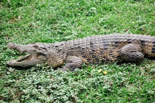Preview: Crocodile