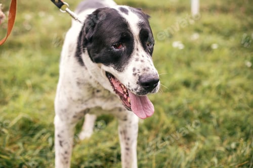 Preview: Big adorable black and white dog, central asian shepherd