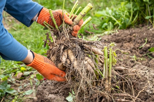 Preview: Hands hold dahlia tubers, just dug out of the ground for winter storage.