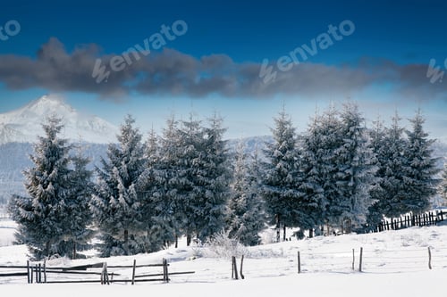 Preview: Scenic winter landscape with snowy fir trees. Winter postcard.