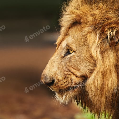 Preview: Hes a king with a lot of pride. Cropped shot of a lion on the plains of Africa.
