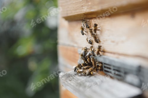 Preview: Close up of flying bees. Wooden beehive and bees.