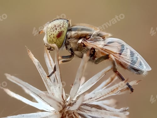 Preview: Insect