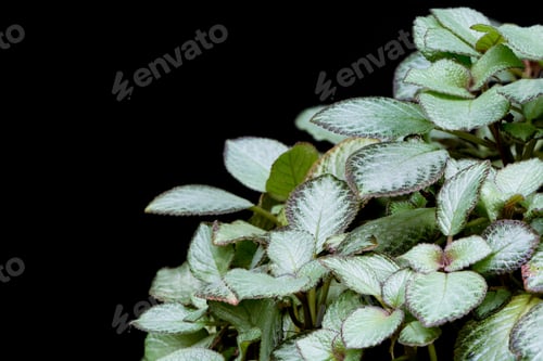 Preview: episcia
