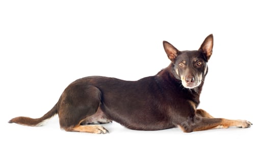Preview: australian cattle dog
